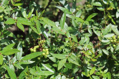 Taze kanatlı dikenli kül, Zanthoxylum armatum veya rattan biberi