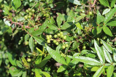 Taze kanatlı dikenli kül, Zanthoxylum armatum veya rattan biberi