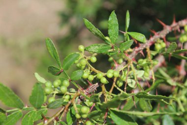 Taze kanatlı dikenli kül, Zanthoxylum armatum veya rattan biberi