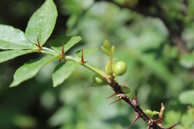 Taze kanatlı dikenli kül, Zanthoxylum armatum veya rattan biberi