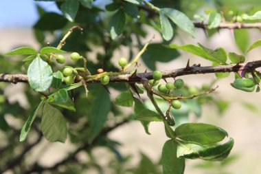 Taze kanatlı dikenli kül, Zanthoxylum armatum veya rattan biberi