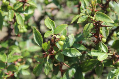 Taze kanatlı dikenli kül, Zanthoxylum armatum veya rattan biberi
