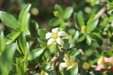 Himalrandia tetrasperma veya Himalaia Randia çiçekleri ve bitkileri