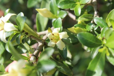 Himalrandia tetrasperma veya Himalaia Randia çiçekleri ve bitkileri