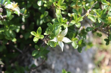 Himalrandia tetrasperma veya Himalaia Randia çiçekleri ve bitkileri