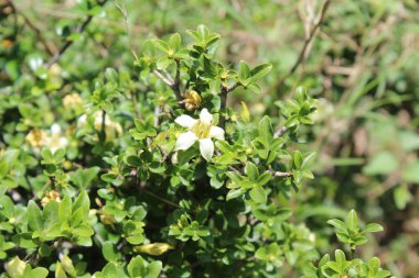 Himalrandia tetrasperma veya Himalaia Randia çiçekleri ve bitkileri