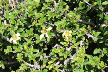 Himalrandia tetrasperma veya Himalaia Randia çiçekleri ve bitkileri