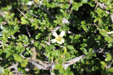 Himalrandia tetrasperma veya Himalaia Randia çiçekleri ve bitkileri