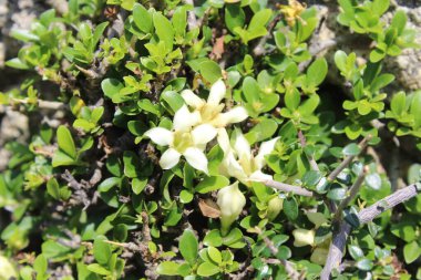 Himalrandia tetrasperma veya Himalaia Randia çiçekleri ve bitkileri