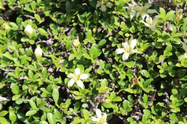 Himalrandia tetrasperma veya Himalaia Randia çiçekleri ve bitkileri