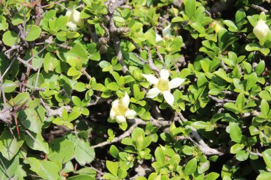 Himalrandia tetrasperma veya Himalaia Randia çiçekleri ve bitkileri