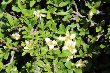 Himalrandia tetrasperma veya Himalaia Randia çiçekleri ve bitkileri