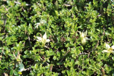 Himalrandia tetrasperma veya Himalaia Randia çiçekleri ve bitkileri