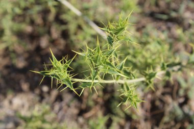 Carthamus lanatus veya Scolymus hispanicus