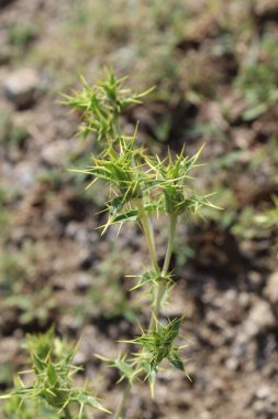Carthamus lanatus veya Scolymus hispanicus