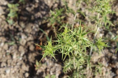 Carthamus lanatus veya Scolymus hispanicus