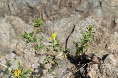 Carthamus lanatus veya Scolymus hispanicus