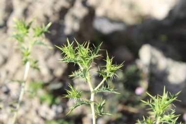 Carthamus lanatus veya Scolymus hispanicus