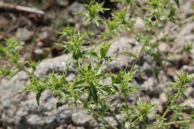 Carthamus lanatus veya Scolymus hispanicus