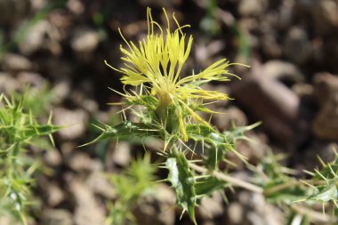 Carthamus lanatus veya Scolymus hispanicus