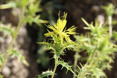 Carthamus lanatus veya Scolymus hispanicus