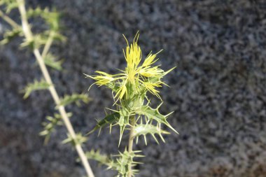 Carthamus lanatus veya Scolymus hispanicus