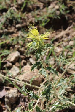 Carthamus lanatus veya Scolymus hispanicus