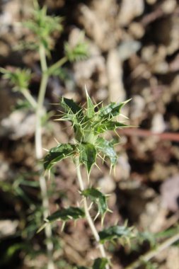 Carthamus lanatus veya Scolymus hispanicus