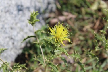Carthamus lanatus veya Scolymus hispanicus