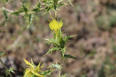 Carthamus lanatus veya Scolymus hispanicus