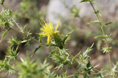 Carthamus lanatus veya Scolymus hispanicus