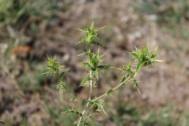 Carthamus lanatus veya Scolymus hispanicus