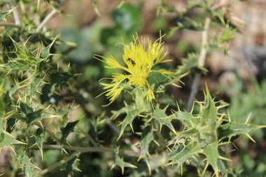 Carthamus lanatus veya Scolymus hispanicus