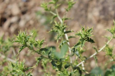 Carthamus lanatus veya Scolymus hispanicus