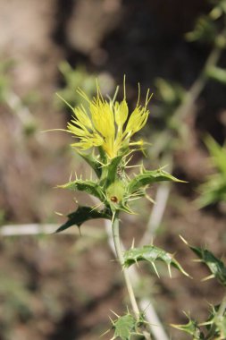 Carthamus lanatus veya Scolymus hispanicus