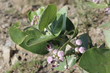 Calotropis procera, dev süt yosunu veya sodom elması