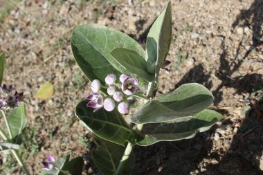 Calotropis procera, dev süt yosunu veya sodom elması