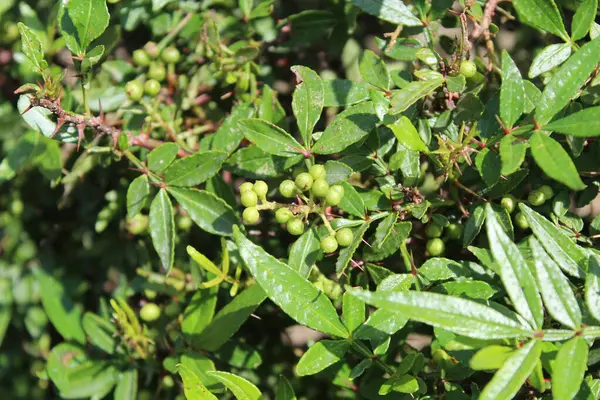Taze kanatlı dikenli kül, Zanthoxylum armatum veya rattan biberi