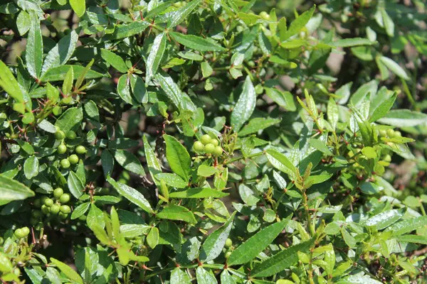 Taze kanatlı dikenli kül, Zanthoxylum armatum veya rattan biberi