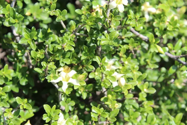 Himalrandia tetrasperma veya Himalaia Randia çiçekleri ve bitkileri