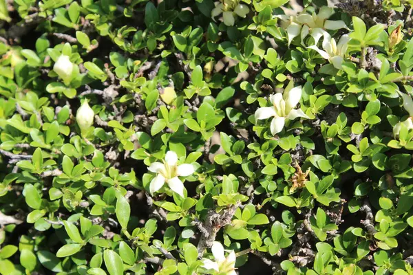 Himalrandia tetrasperma veya Himalaia Randia çiçekleri ve bitkileri