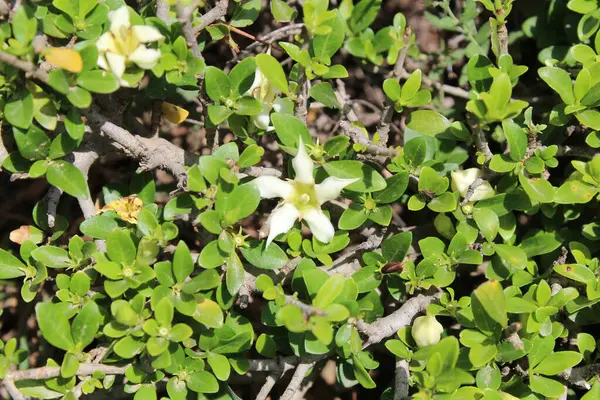 Himalrandia tetrasperma veya Himalaia Randia çiçekleri ve bitkileri