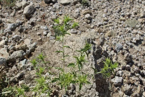 Carthamus lanatus veya Scolymus hispanicus
