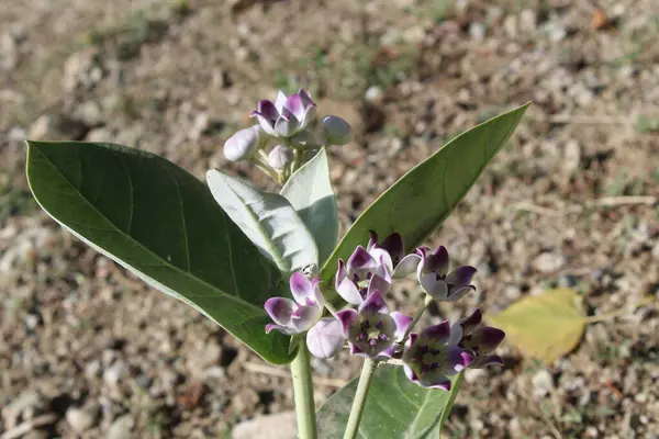 Calotropis procera, dev süt yosunu veya sodom elması