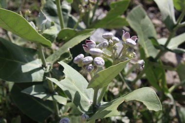 Calotropis procera, dev süt yosunu veya sodom elması