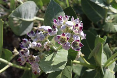 Calotropis procera, dev süt yosunu veya sodom elması