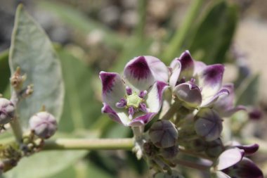 Calotropis procera, dev süt yosunu veya sodom elması