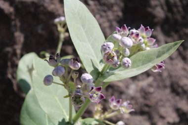 Calotropis procera, dev süt yosunu veya sodom elması
