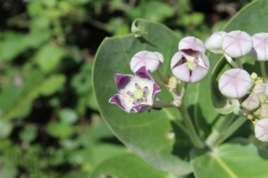 Calotropis procera, dev süt yosunu veya sodom elması
