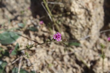 Boerhavia diferusa, yaban domuzu ya da Punarnava